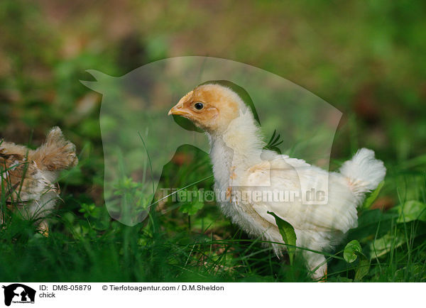 Kken / chick / DMS-05879