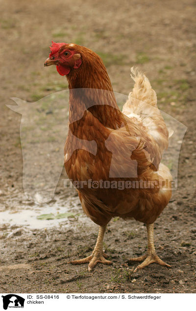 Huhn / chicken / SS-08416