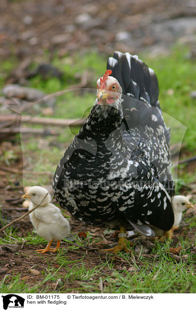 Henne mit Kken / hen with fledgling / BM-01175