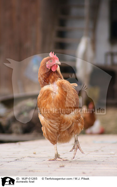 Haushuhn / domestic fowl / WJP-01265