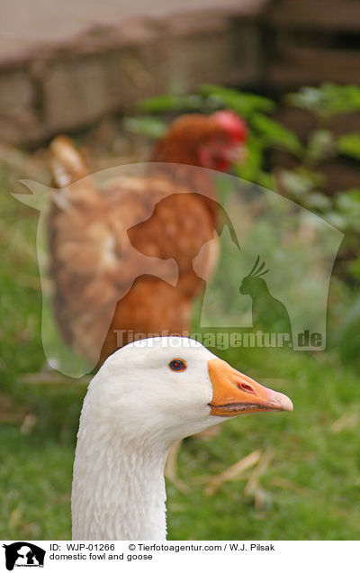 domestic fowl and goose / WJP-01266