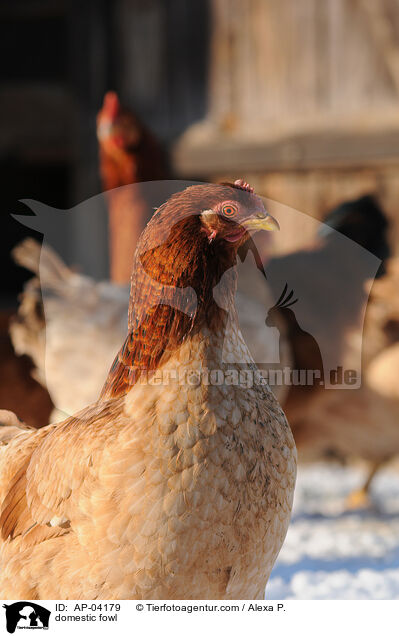 Haushuhn / domestic fowl / AP-04179