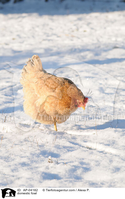 Haushuhn / domestic fowl / AP-04182