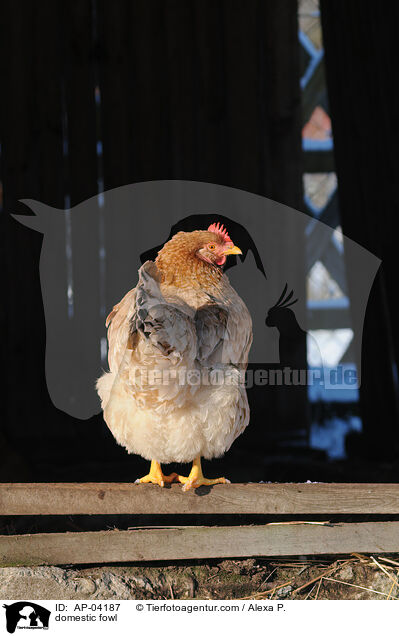 Haushuhn / domestic fowl / AP-04187