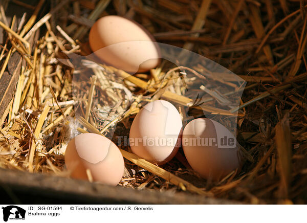 Brahma-Eier / Brahma eggs / SG-01594