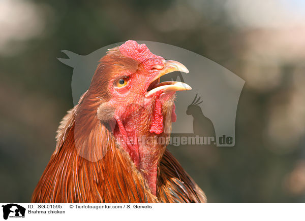 Brahma / Brahma chicken / SG-01595