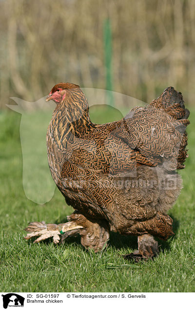 Brahma / Brahma chicken / SG-01597