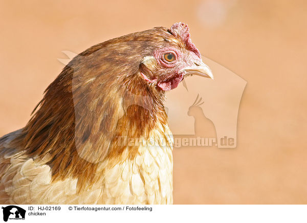 Huhn / chicken / HJ-02169