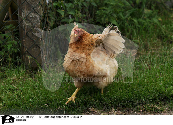 Huhn / chicken / AP-05701