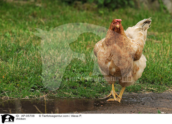 Huhn / chicken / AP-05708