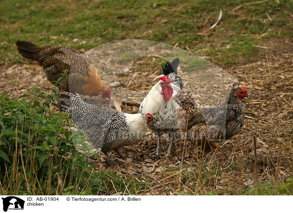 Hhner / chicken / AB-01904