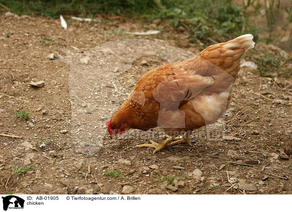 Huhn / chicken / AB-01905
