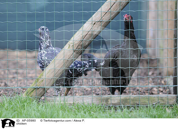 Hhner / chicken / AP-05980