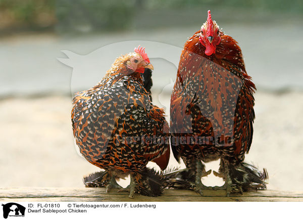Federfige Zwerghhner / Dwarf Sablepoot Chicken / FL-01810