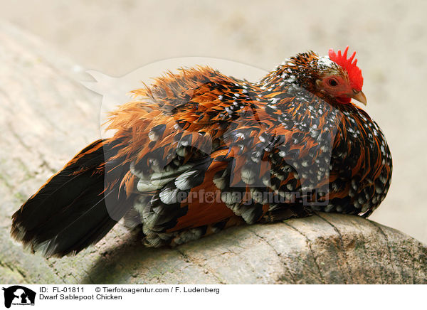 Federfiges Zwerghuhn / Dwarf Sablepoot Chicken / FL-01811