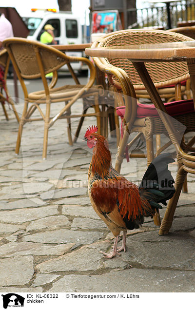 Huhn / chicken / KL-08322