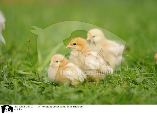 chicks / DMS-05707