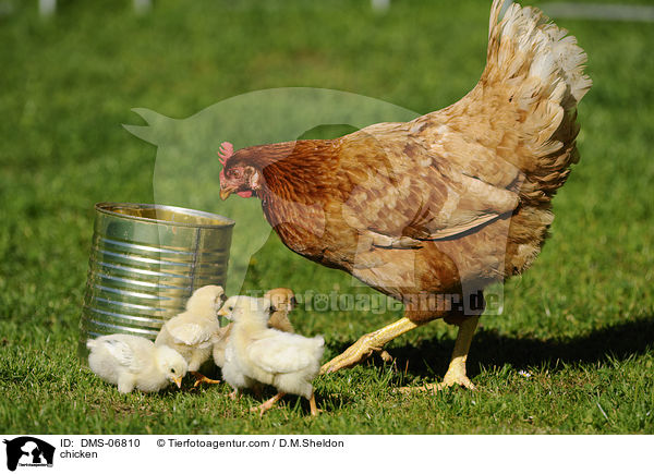 Hhner / chicken / DMS-06810