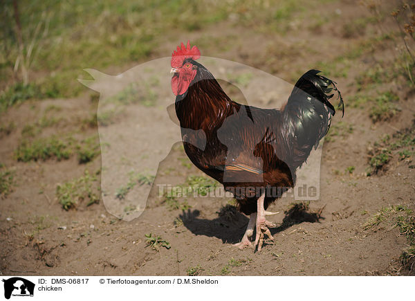 Huhn / chicken / DMS-06817