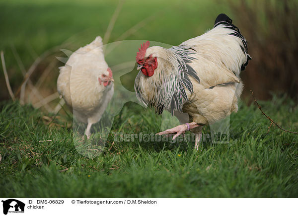 Hhner / chicken / DMS-06829