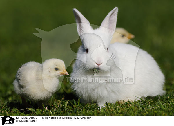 chick and rabbit / DMS-06878