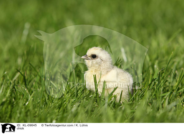 chick / KL-09645