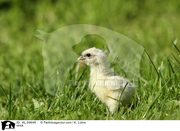 chick / KL-09646