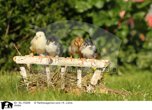 Kken / chicks / KL-15266