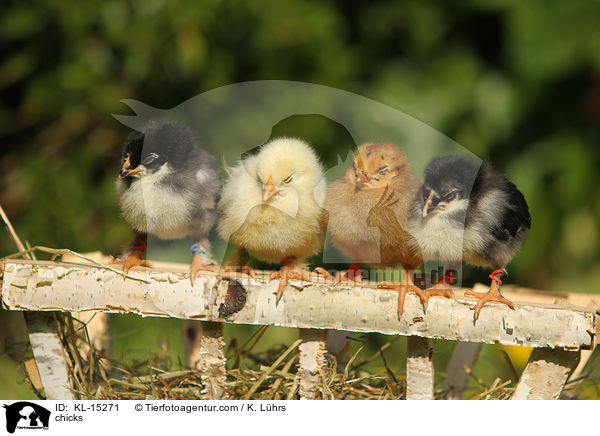 chicks / KL-15271