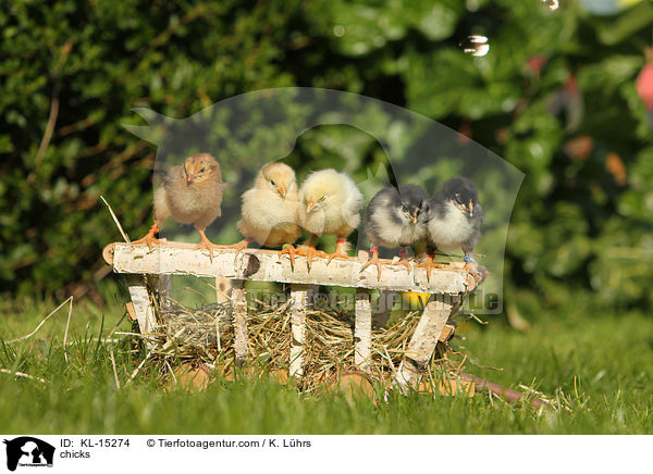 Kken / chicks / KL-15274