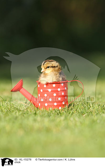Kken / chick / KL-15276