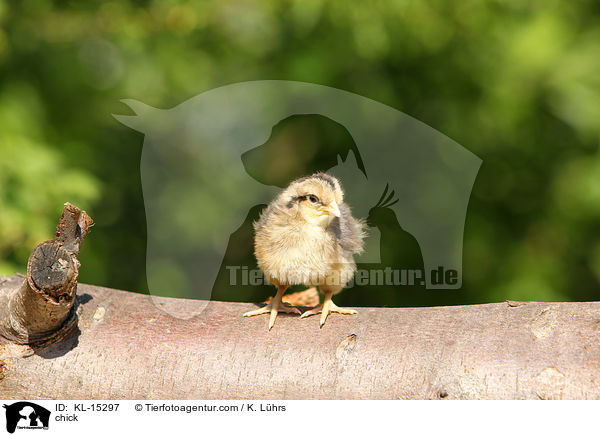 Kken / chick / KL-15297