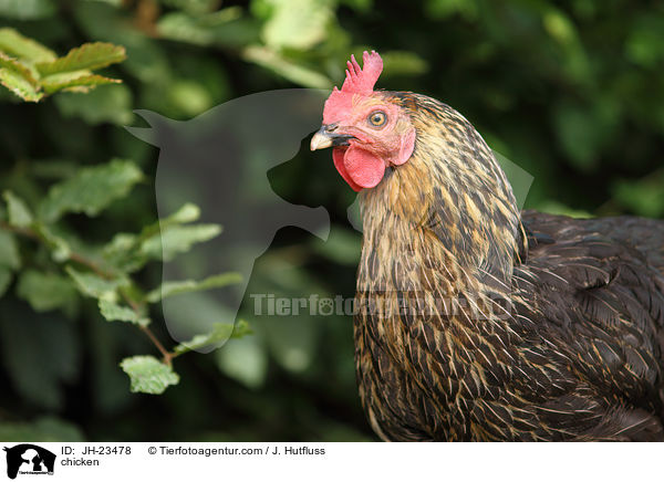 Huhn / chicken / JH-23478
