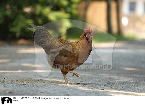 Hahn / cock / KL-17852