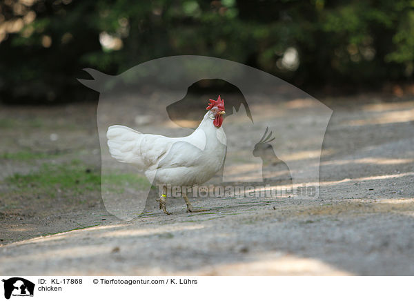 Huhn / chicken / KL-17868