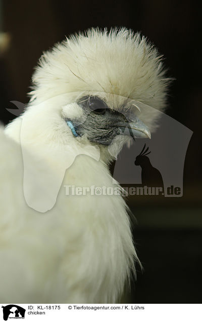 Huhn / chicken / KL-18175