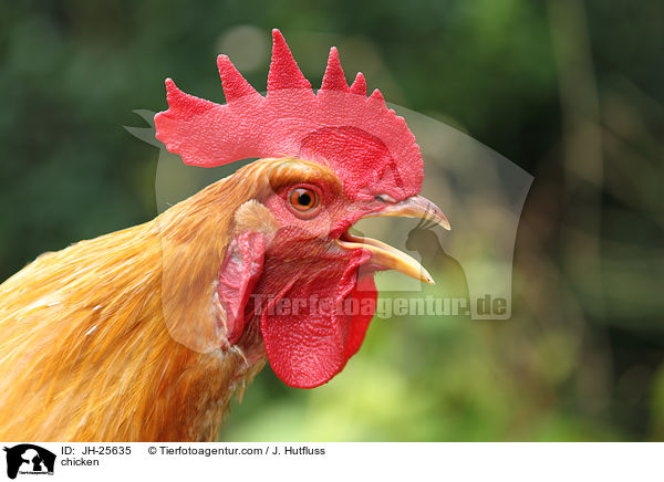 Huhn / chicken / JH-25635