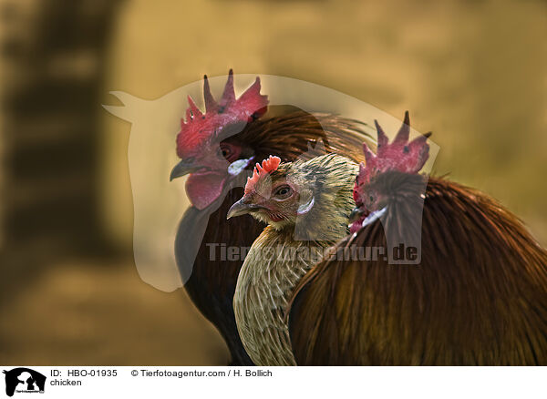 Hhner / chicken / HBO-01935