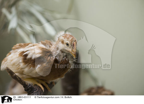 Kken / Chicken / HBO-03111