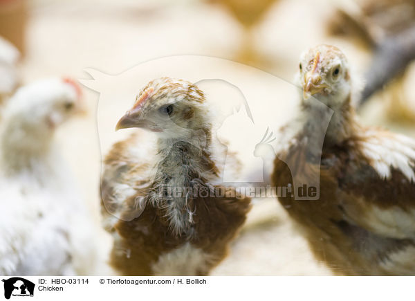 Kken / Chicken / HBO-03114