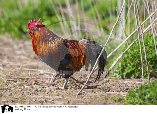 laufender Hahn / walking Cock / FH-01491