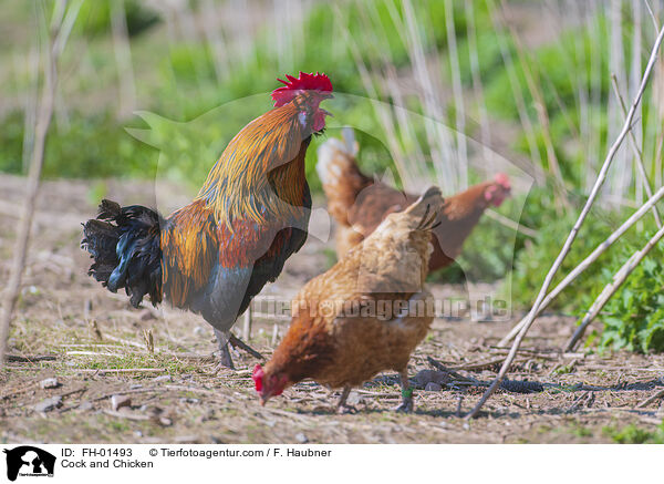 Hahn und Hhner / Cock and Chicken / FH-01493