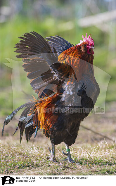 stehender Hahn / standing Cock / FH-01512