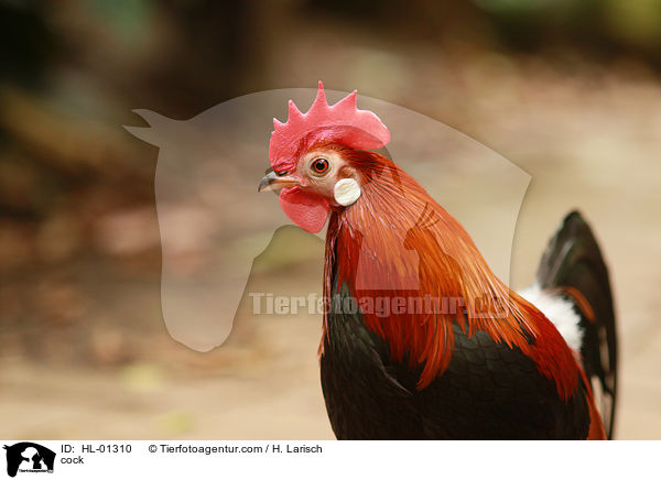 Hahn / cock / HL-01310