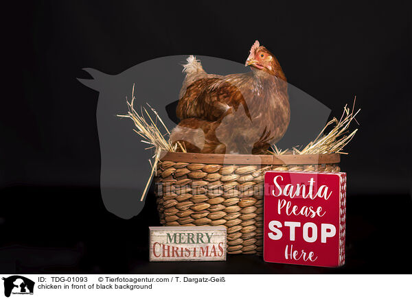 Huhn vor schwarzem Hintergrund / chicken in front of black background / TDG-01093