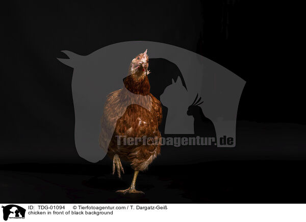 Huhn vor schwarzem Hintergrund / chicken in front of black background / TDG-01094