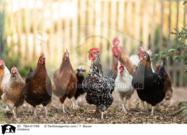 chickens / TBA-01786