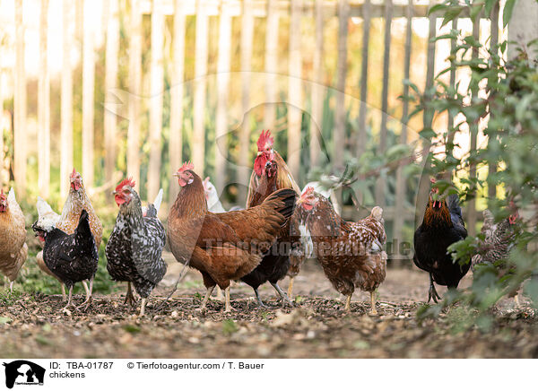 chickens / TBA-01787