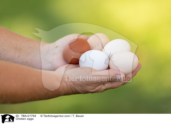 Hhnereier / Chicken eggs / TBA-01794