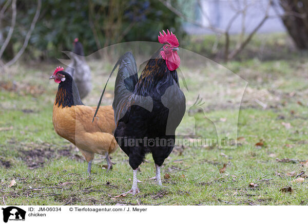 chicken / JM-06034
